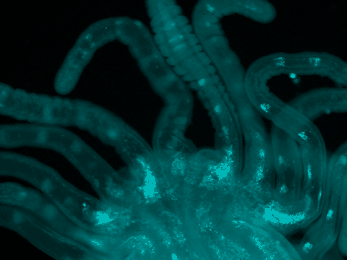 Nematostella vectensis under a DAPI filter set, fluorescence time lapse